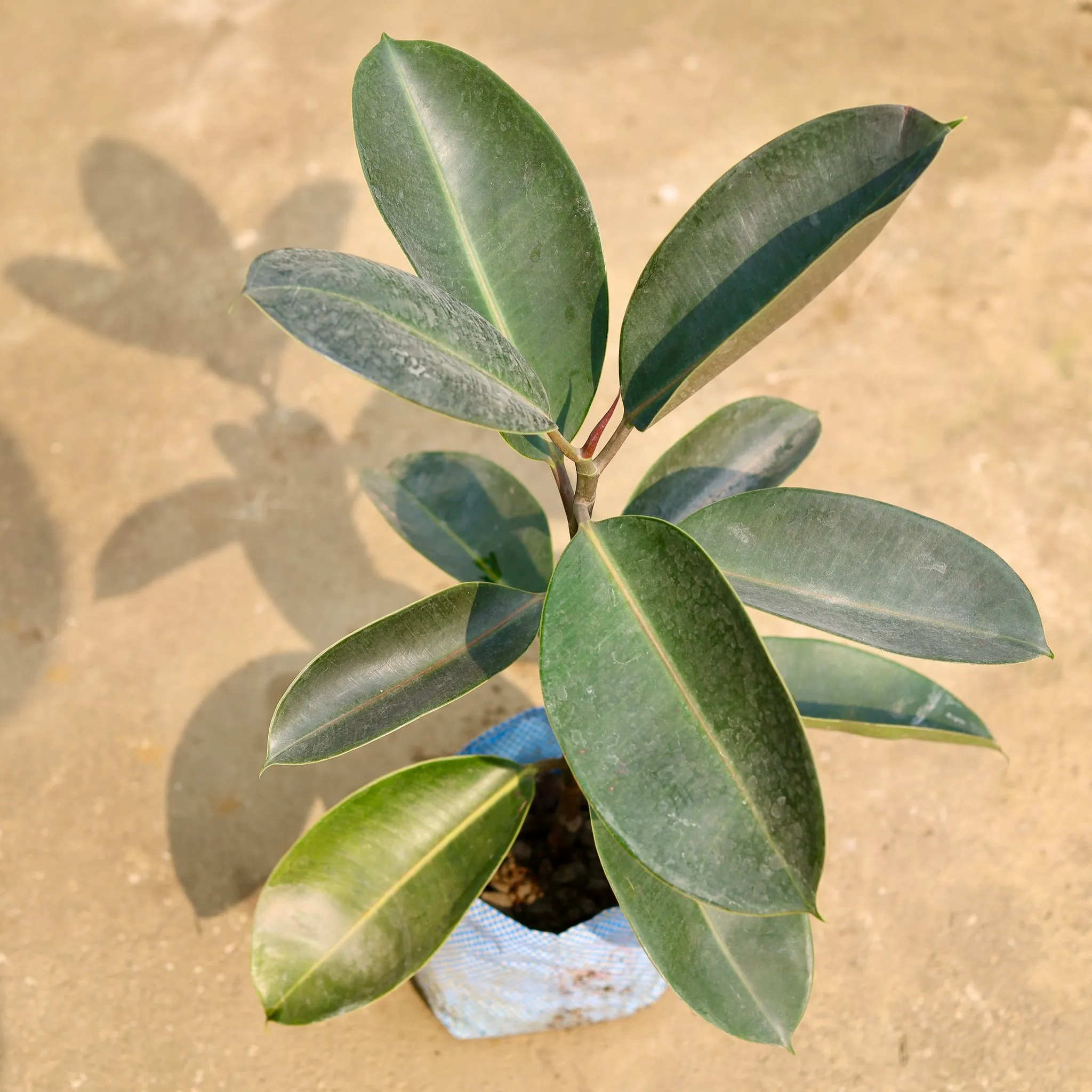 Rubber Green in 8Inch Nursery Bag