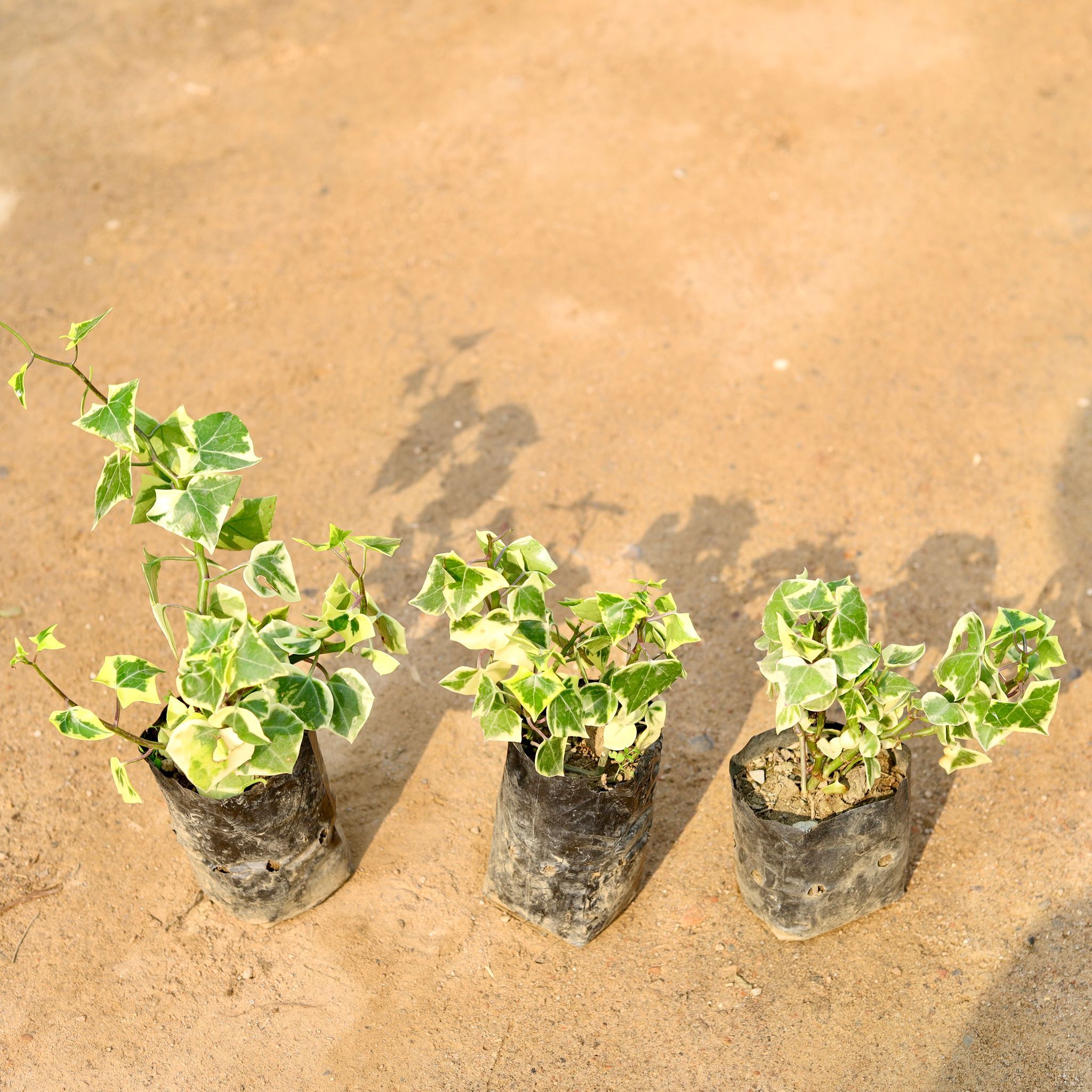 Set of 3 - English Ivy Succulent in 4 Inch Nursery Bag