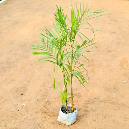Buy Bamboo Palm / Ken Palm / Scotia Palm in 7 Inch Nursery Bag Online | Urvann.com