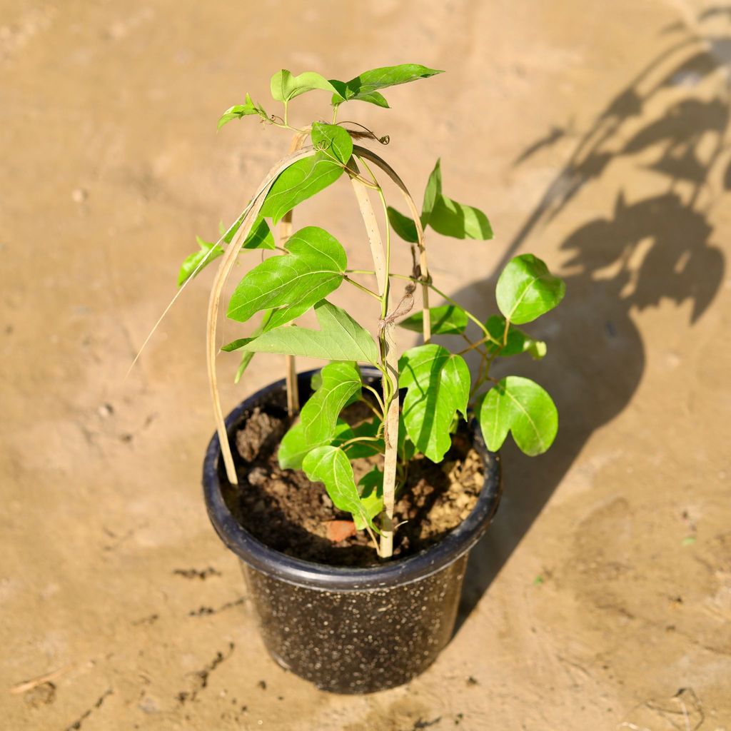 Passiflora / Passionflower / Rakhi Bel (any colour) in 8 Inch Nursery Pot
