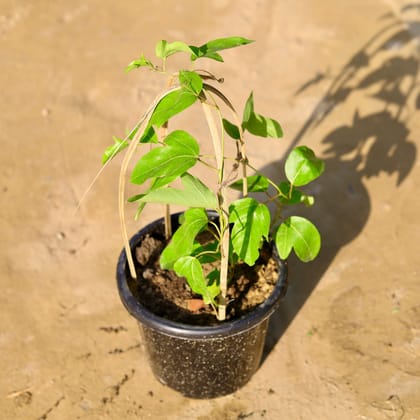 Buy Passiflora / Passionflower / Rakhi Bel (any colour) in 8 Inch Nursery Pot Online | Urvann.com