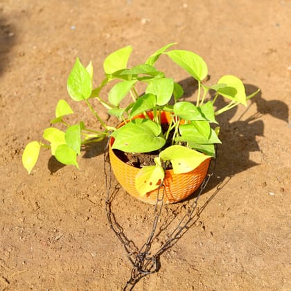 Buy Golden Money Plant in 6 Inch Hanging Basket (any colour) Online | Urvann.com