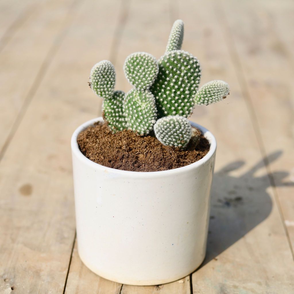 Bunny Ear Cactus in 4 Inch Classy White Cylindrical Ceramic Pot