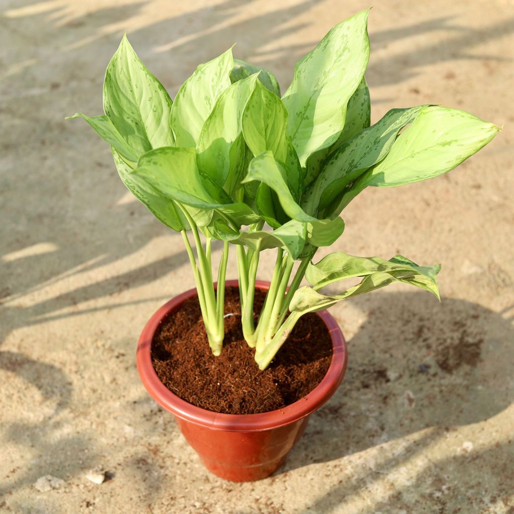 Buy Aglaonema Silver Queen In 10 Inch Classy Red Plastic Pot Online | Urvann.com Aglaonema Silver Queen in 10 Inch Classy Red Plastic Pot