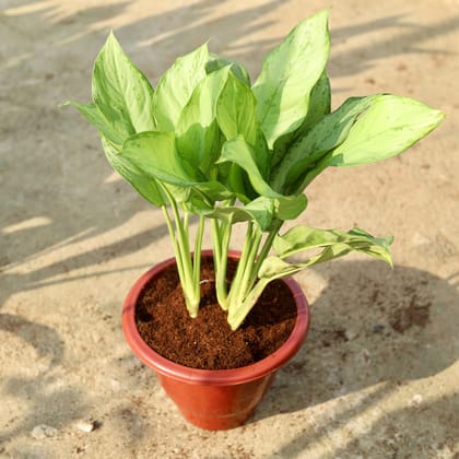 Buy Aglaonema Silver Queen In 10 Inch Classy Red Plastic Pot Online | Urvann.com