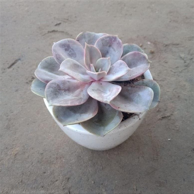 Echeveria Lalicina Pink / Mixican Hens Succulent in 4 Inch White Classy Cup Ceramic Pot (any design)