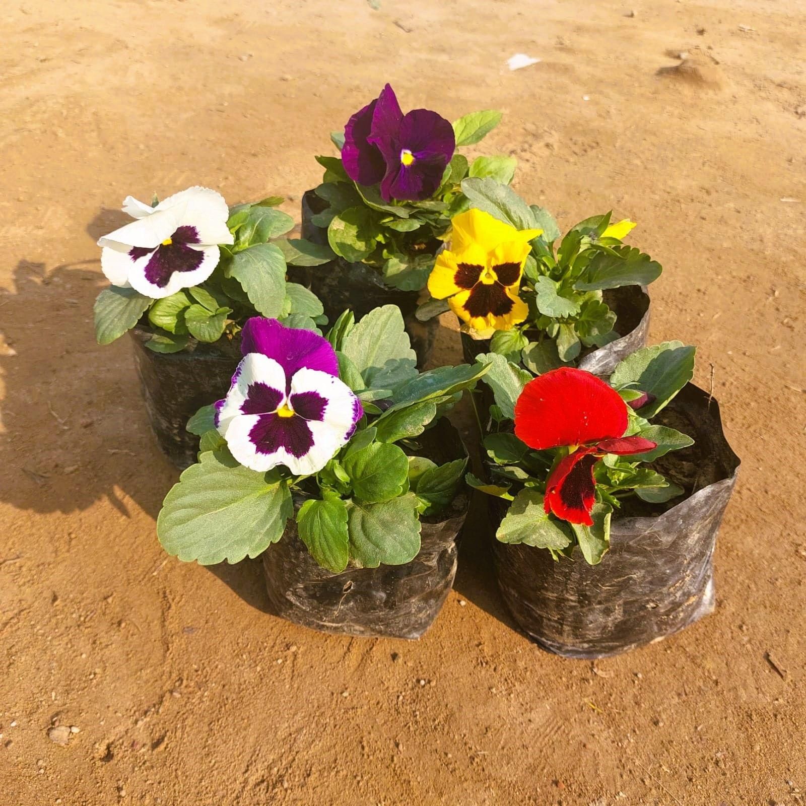 Set of 5 - Pansy (any colour) in 4 Inch Nursery bag