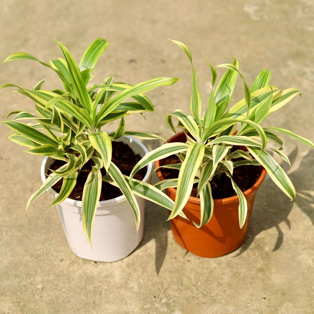 Buy Set of 2 - Song of India In 6 Inch Red & White Nursery Pot Online | Urvann.com Set of 2 - Song of India in 6 Inch Red & White Nursery Pot