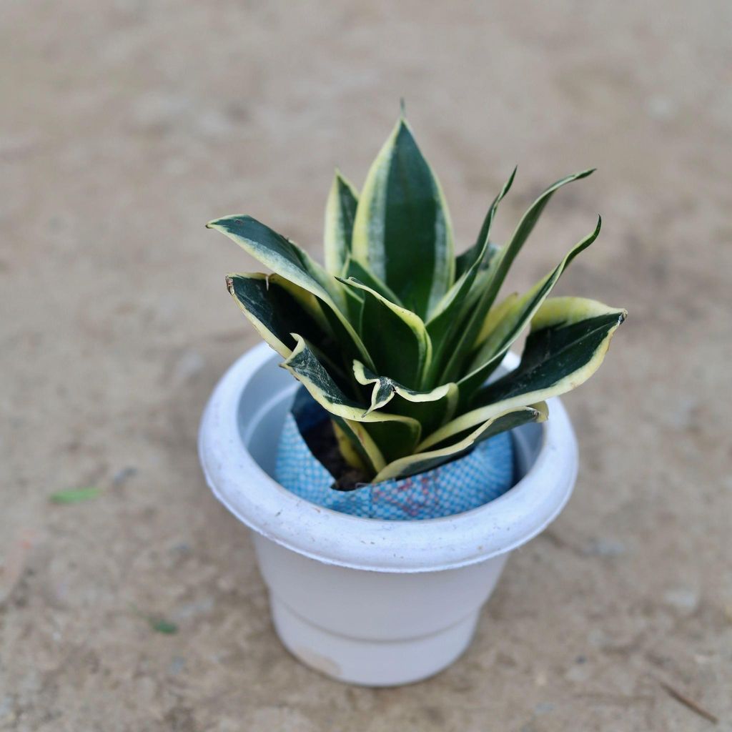 Buy Snake plant in 6 Inch Classy White Plastic Pot Online | Urvann.com Snake Dwarf in 6 Inch Classy White Plastic Pot