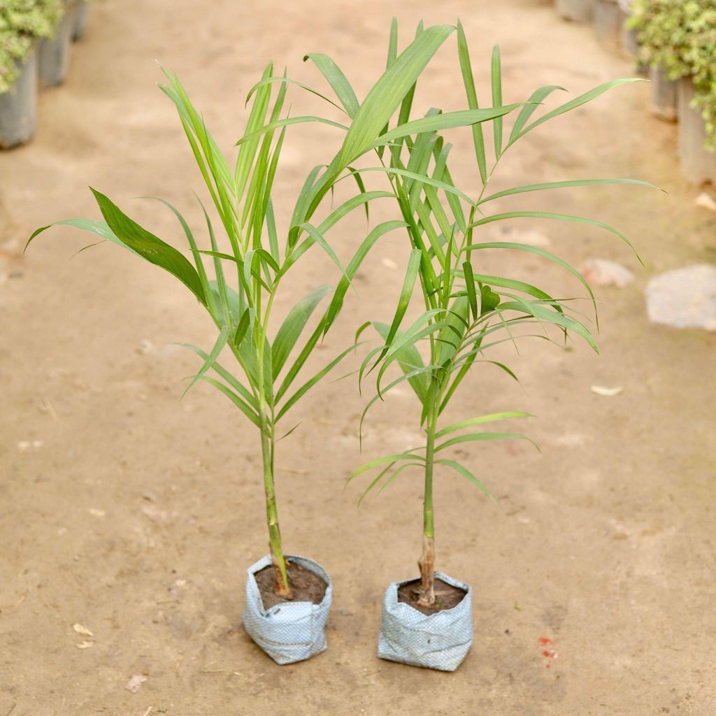 Buy Set of 2 - Cane Palm in 5 Inch Nursery Bag Online | Urvann.com Set of 2 - Cane Palm in 5 Inch Nursery Bag