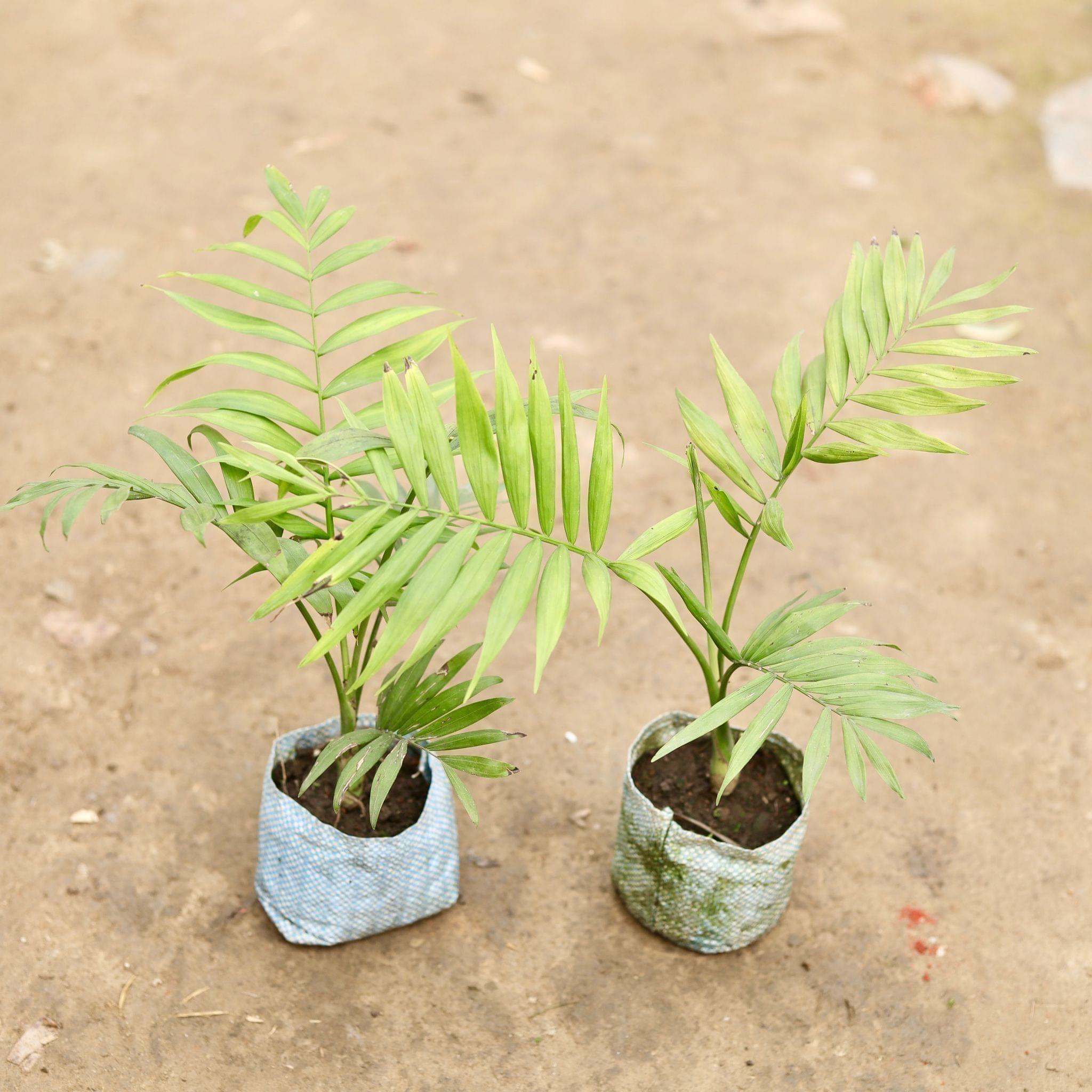 Set of 2 - Chameadorea Palm in 5 Inch Nursery Bag