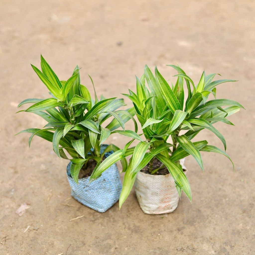 Set of 2 - Dracaena Messenger Green in 5 Inch Nursery Bag