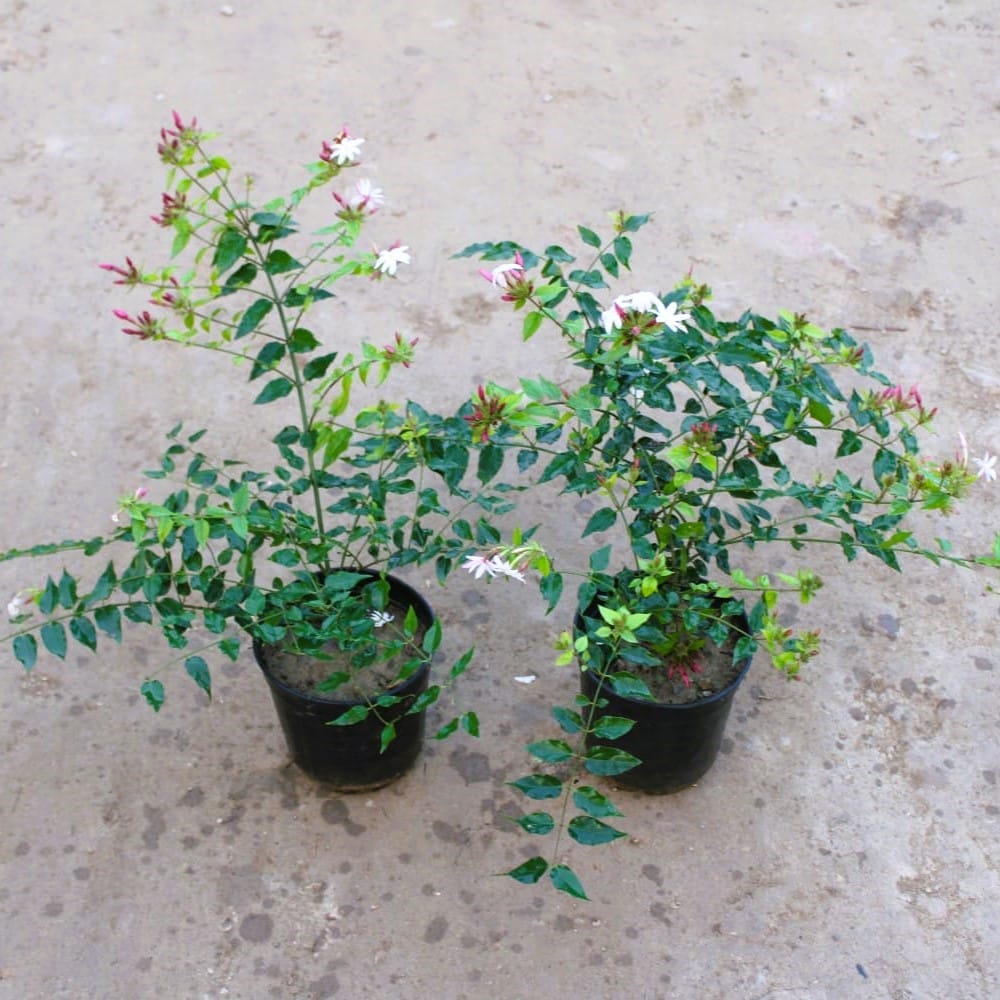 Buy Set of 2 - Kund Bel / Star Jasmine white in 6 Inch Nursery Pot Online | Urvann.com Set of 2 - Kund Bel / Star Jasmine white in 6 Inch Nursery Pot