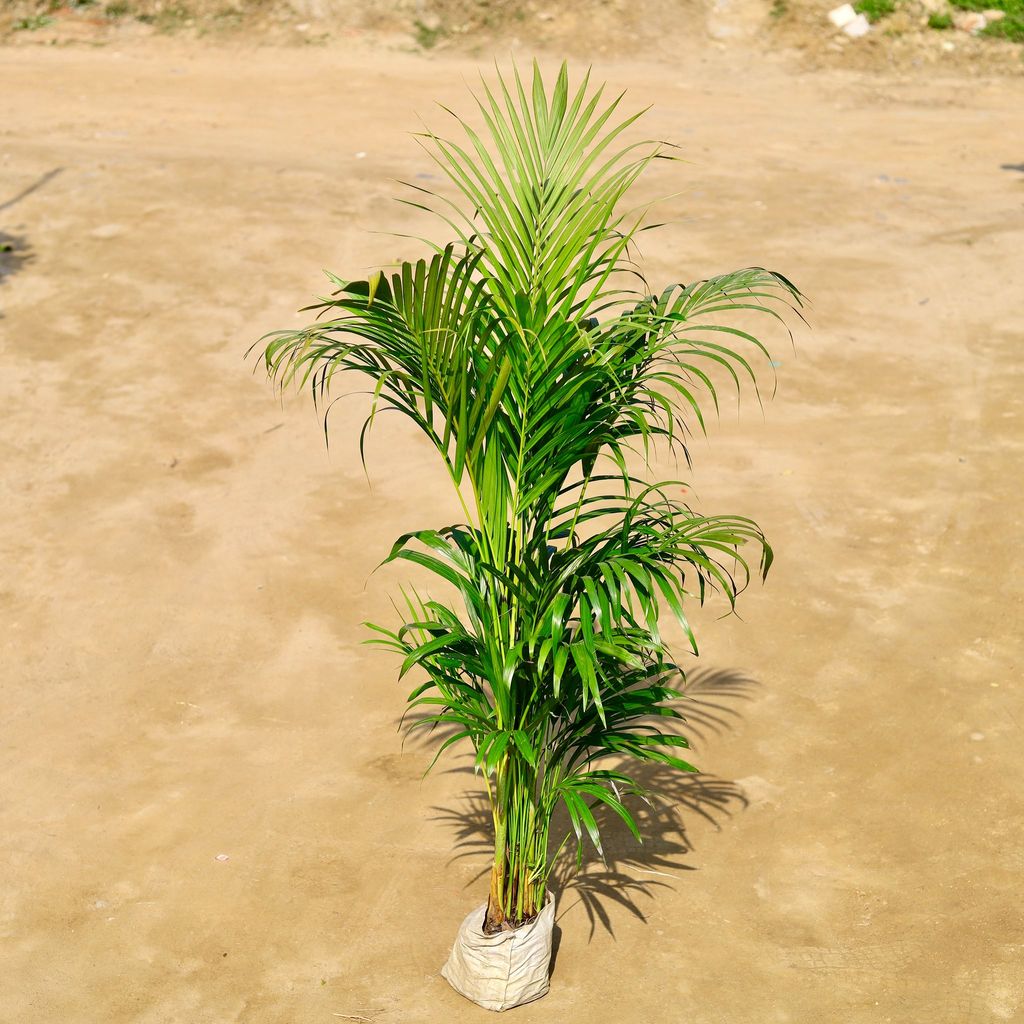 Areca Palm (~ 4.5 - 5 Ft) in 8 Inch Nursery Bag