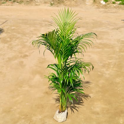 Areca Palm (~ 4.5 - 5 Ft) in 8 Inch Nursery Bag