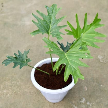 Philodendron Selloum in 10 Inch Classy White Plastic Pot
