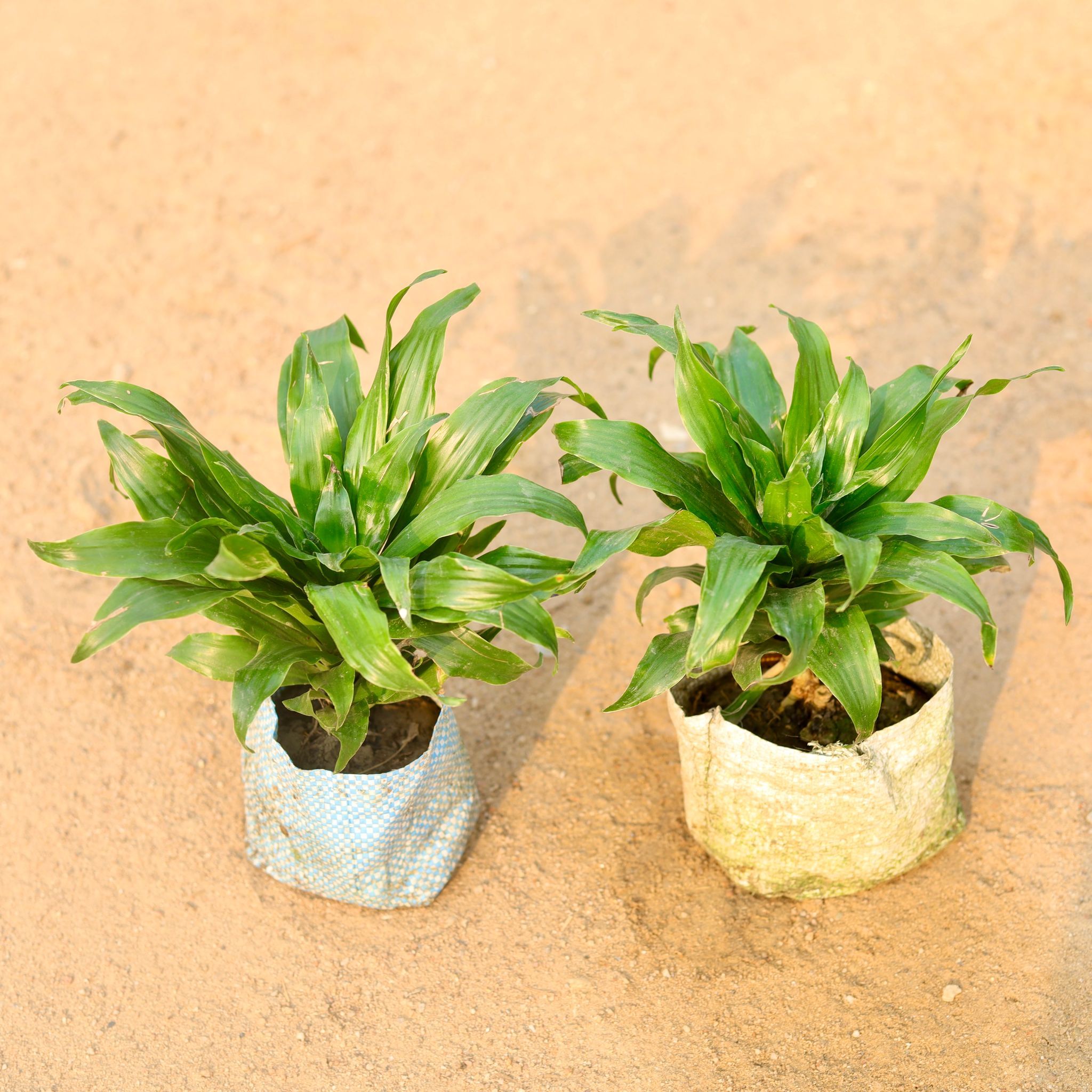 Set of 2 - Dracaena Compacta in 5 Inch Nursery Bag