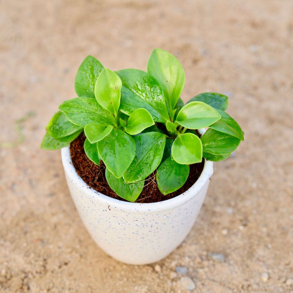 Peperomia / Radiator Plant Green in 4 Inch Classy White Cup Ceramic Pot