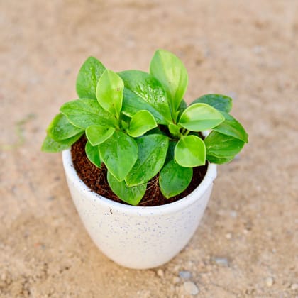 Buy Peperomia / Radiator Plant Green in 4 Inch Classy White Cup Ceramic Pot Online | Urvann.com