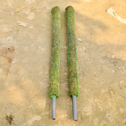 Buy Set of 2 - Moss Stick - 3 Ft Online | Urvann.com