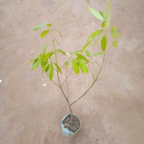 Tej Patta / Bay Leaf in 4 Inch Nursery Bag