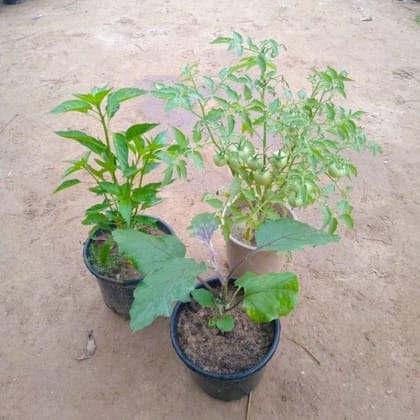 Buy Set of 3 - Brinjal, Tomato & Green Chilli in 6 Inch Nursery Pot Online | Urvann.com