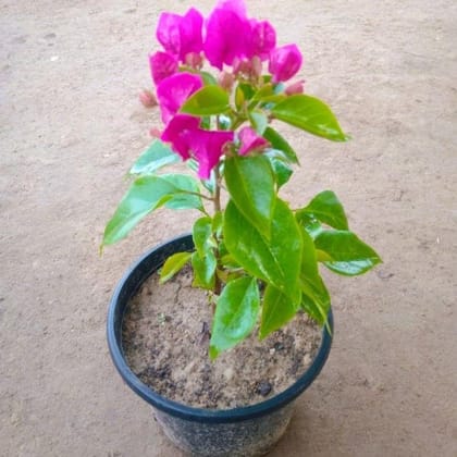 Buy Pink Beauty Bougainvillea In 6 Inch Nursery Pot Online | Urvann.com