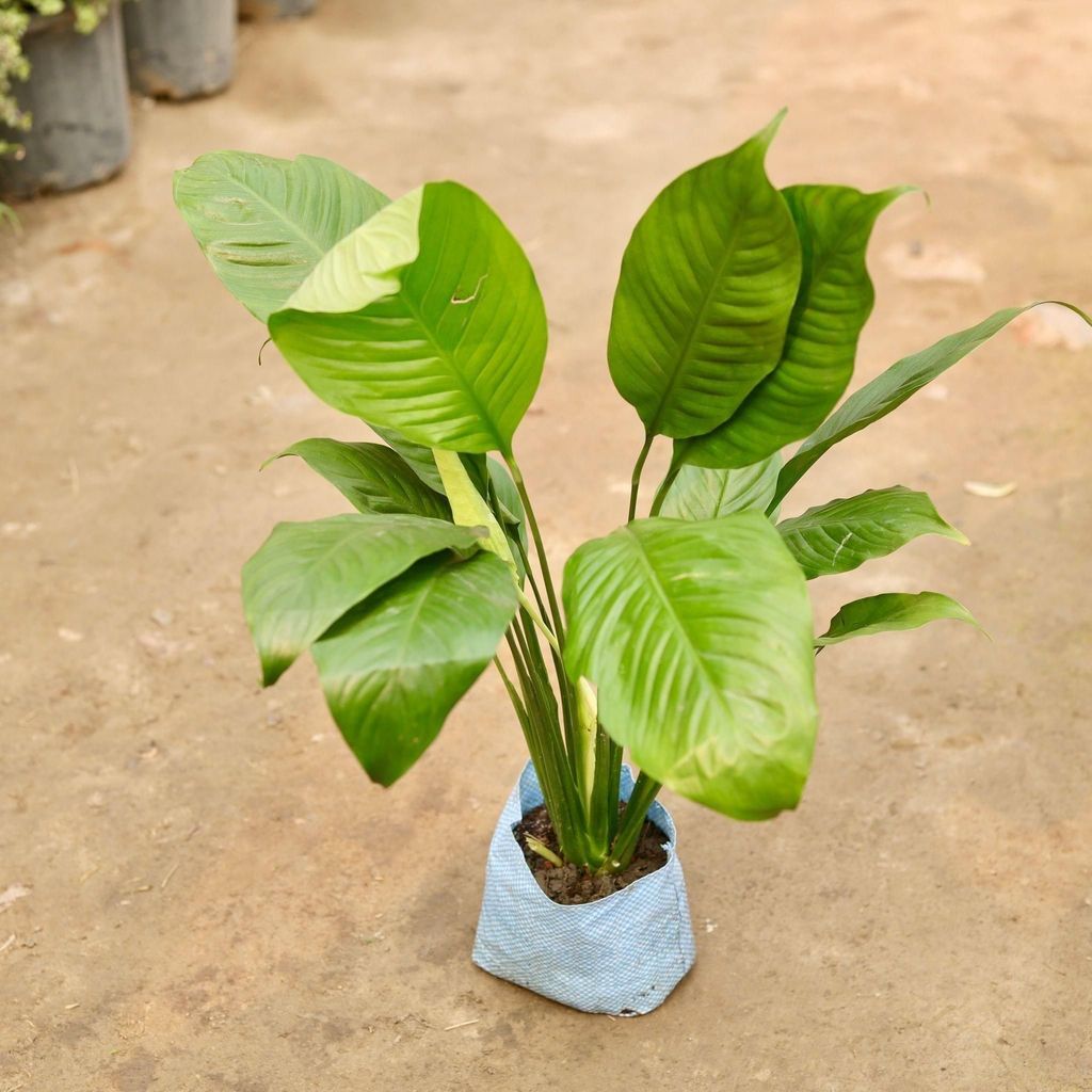 Peace Lily Broad Leaves in 8 Inch Nursery Bag