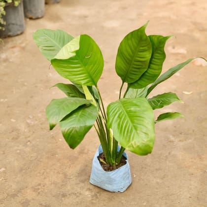 Buy Peace Lily Broad Leaves in 8 Inch Nursery Bag Online | Urvann.com