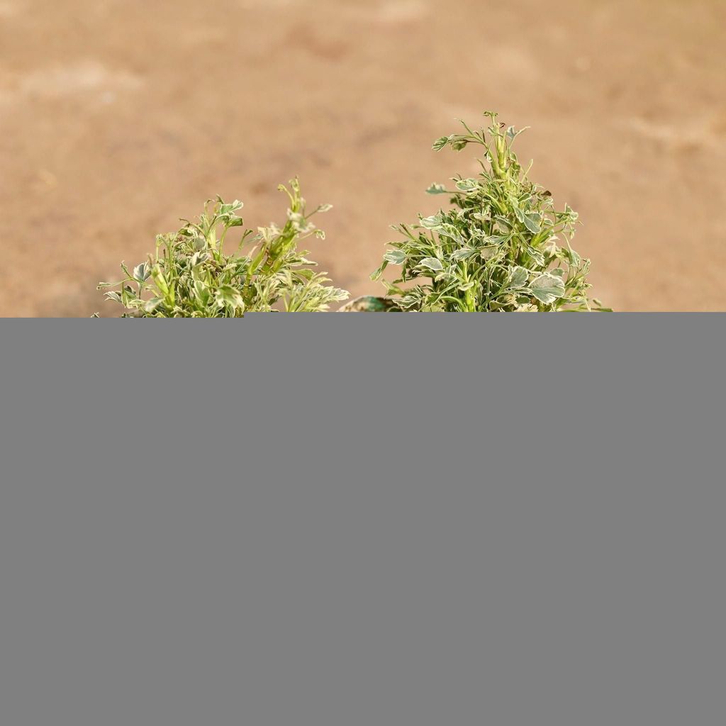 Set of 2 - Aralia Variegated White in 5 Inch Nursery Bag