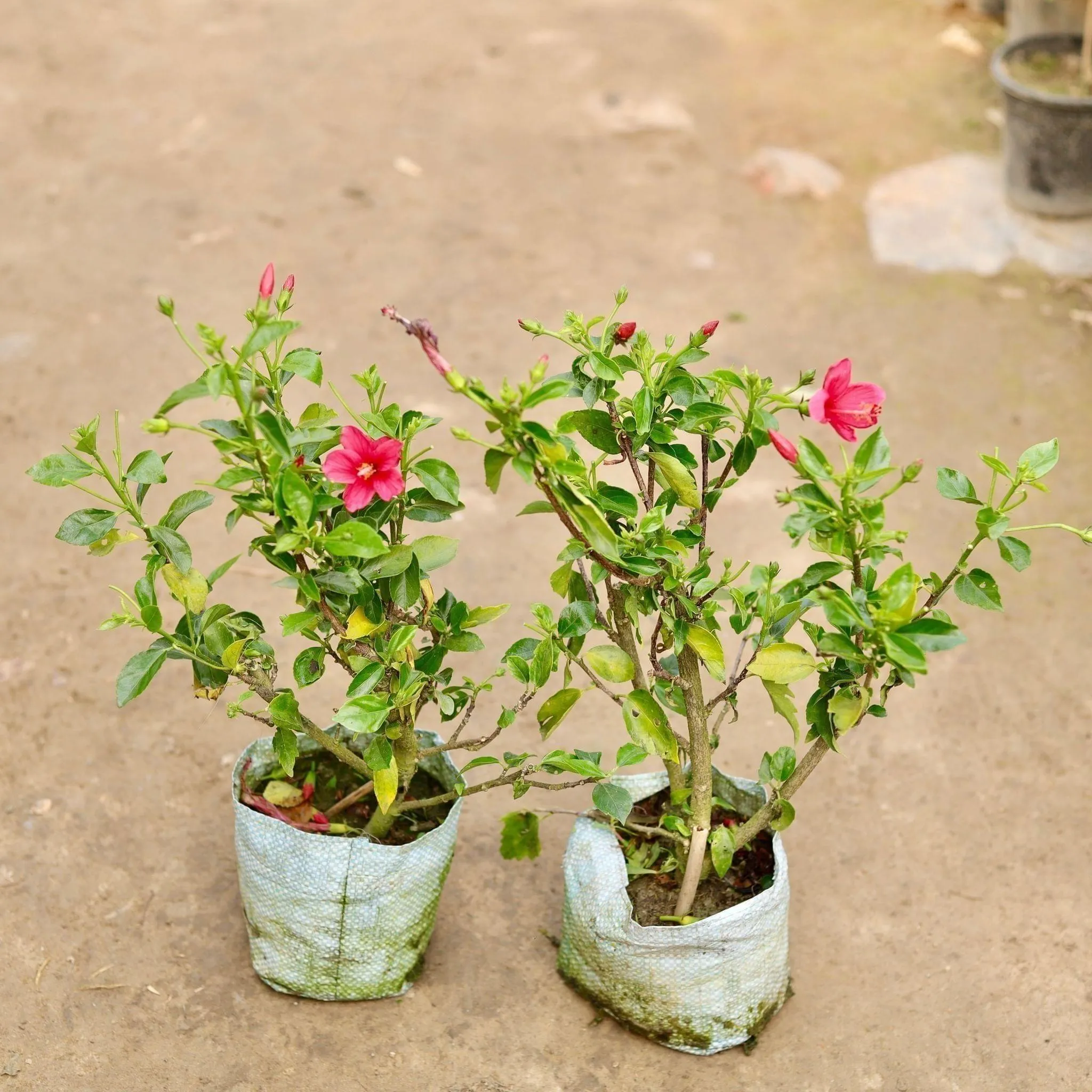 Set of 2 - Hibiscus / Gudhal High Choice Red in 5 Inch Nursery Bag