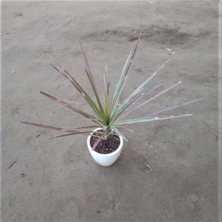 Buy Dracaena Marginata / Cloroma Red in 4 Inch White Classy Cup Ceramic Pot (any design) Online | Urvann.com Dracaena Marginata / Colorama Red in 4 Inch White Classy Cup Ceramic Pot (any design)