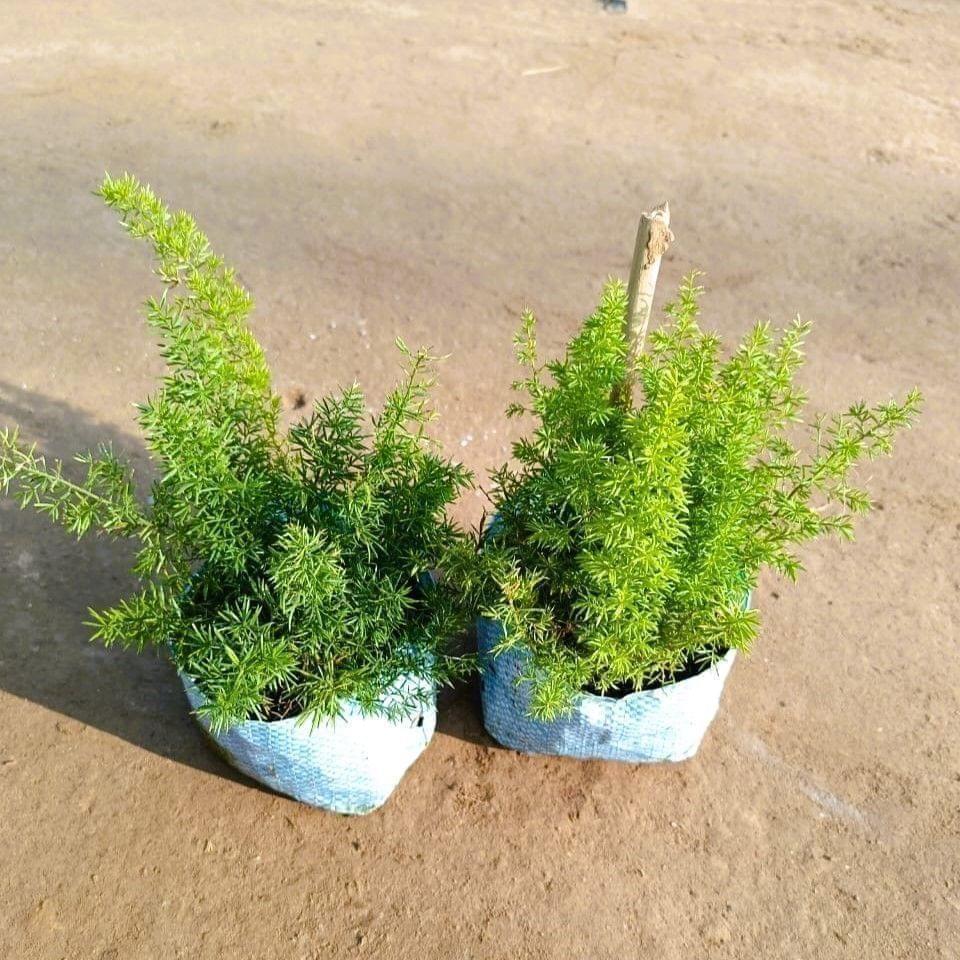 Set of 2 - Asparagus Mary & Foxtail Plant in 4 Inch Nursery Bag