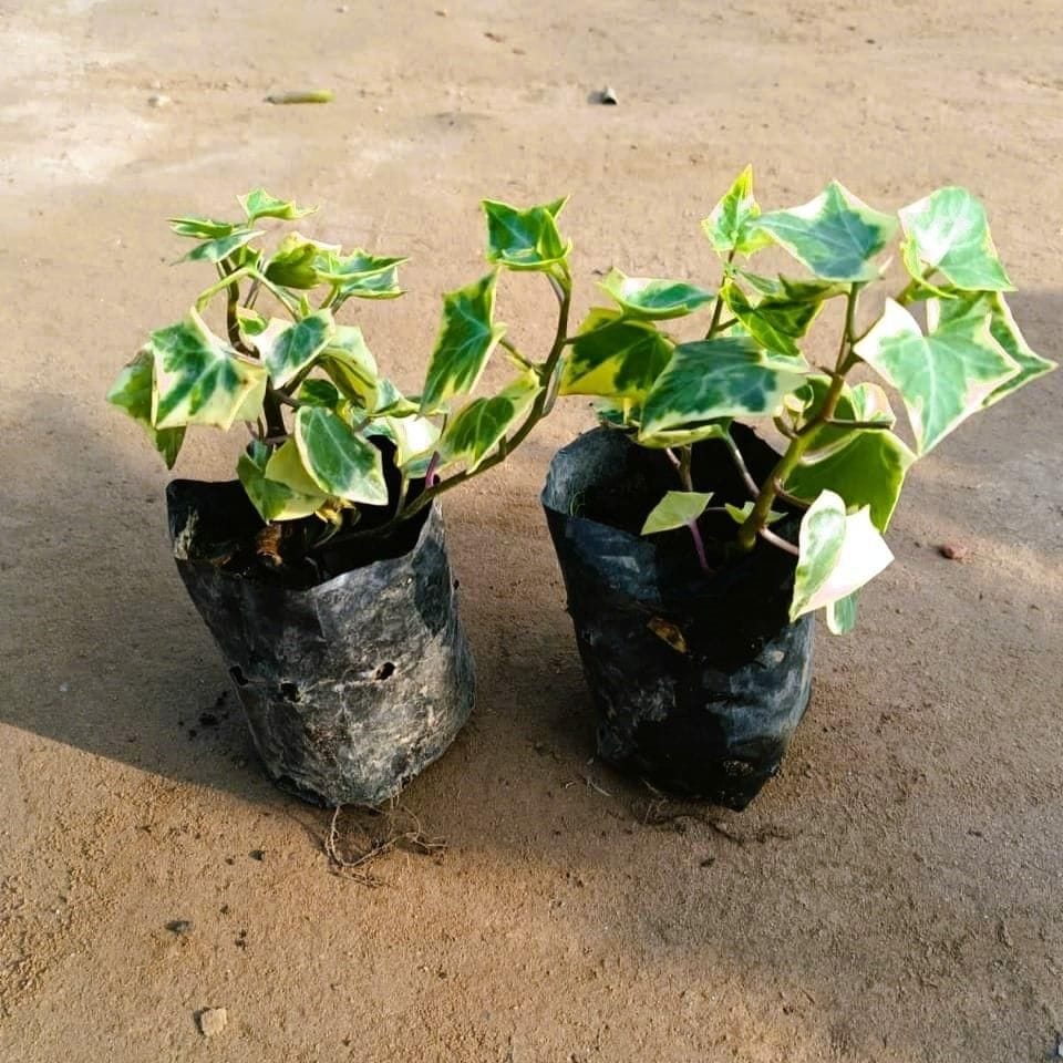 Set of 2 - English Ivy in 4 Inch Nursery Bag