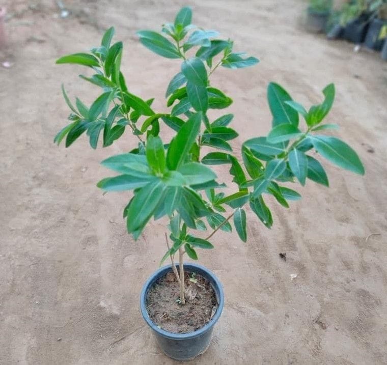 Din Ka Raja / Castrum Diurnum (any colour) in 8 Inch Nursery Pot