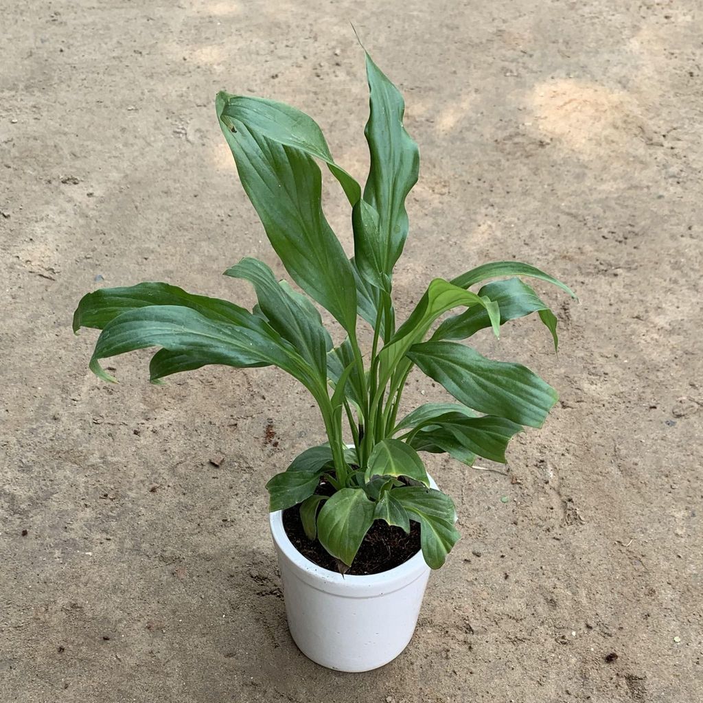 Peace Lily in 4 Inch Plain White Glass Ceramic Pot