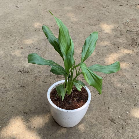 Peace Lily in 4 Inch Round White Ceramic Pot