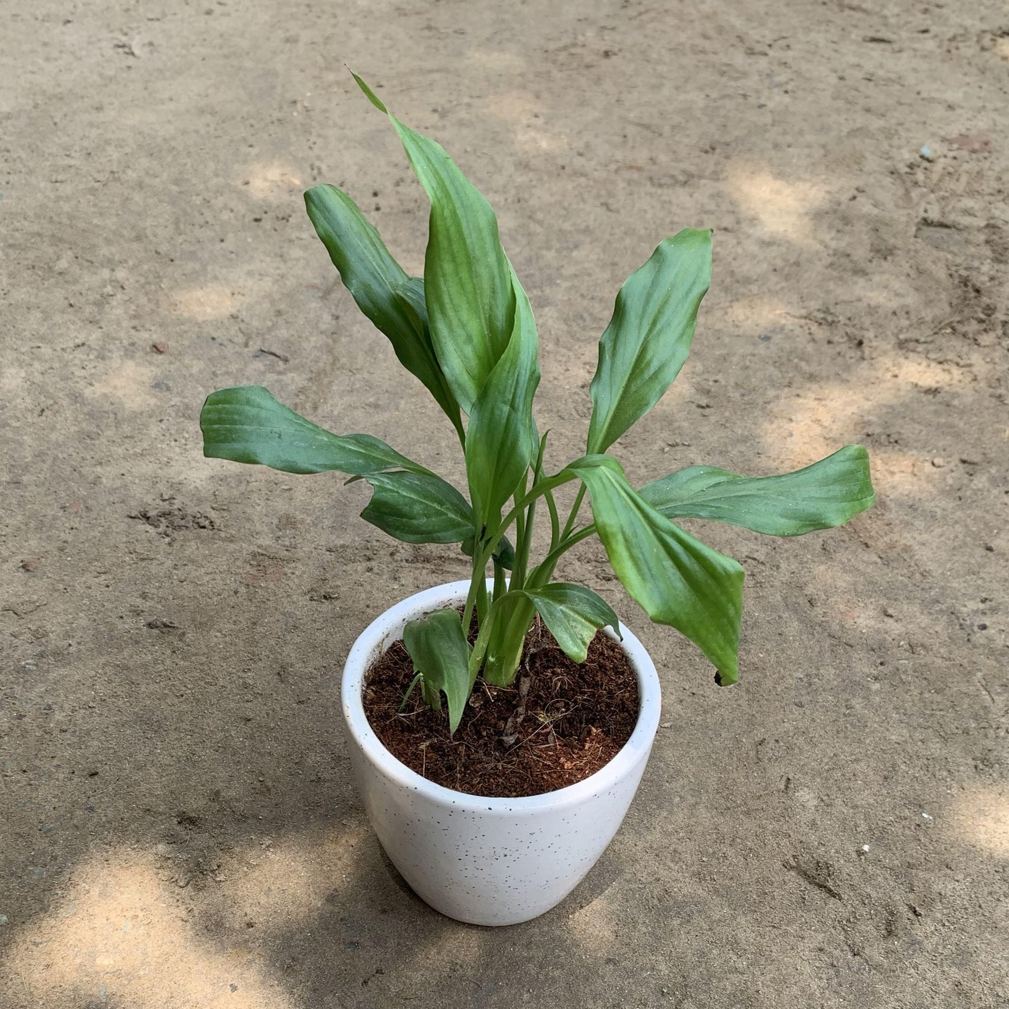 Peace Lily in 4 Inch Round White Ceramic Pot