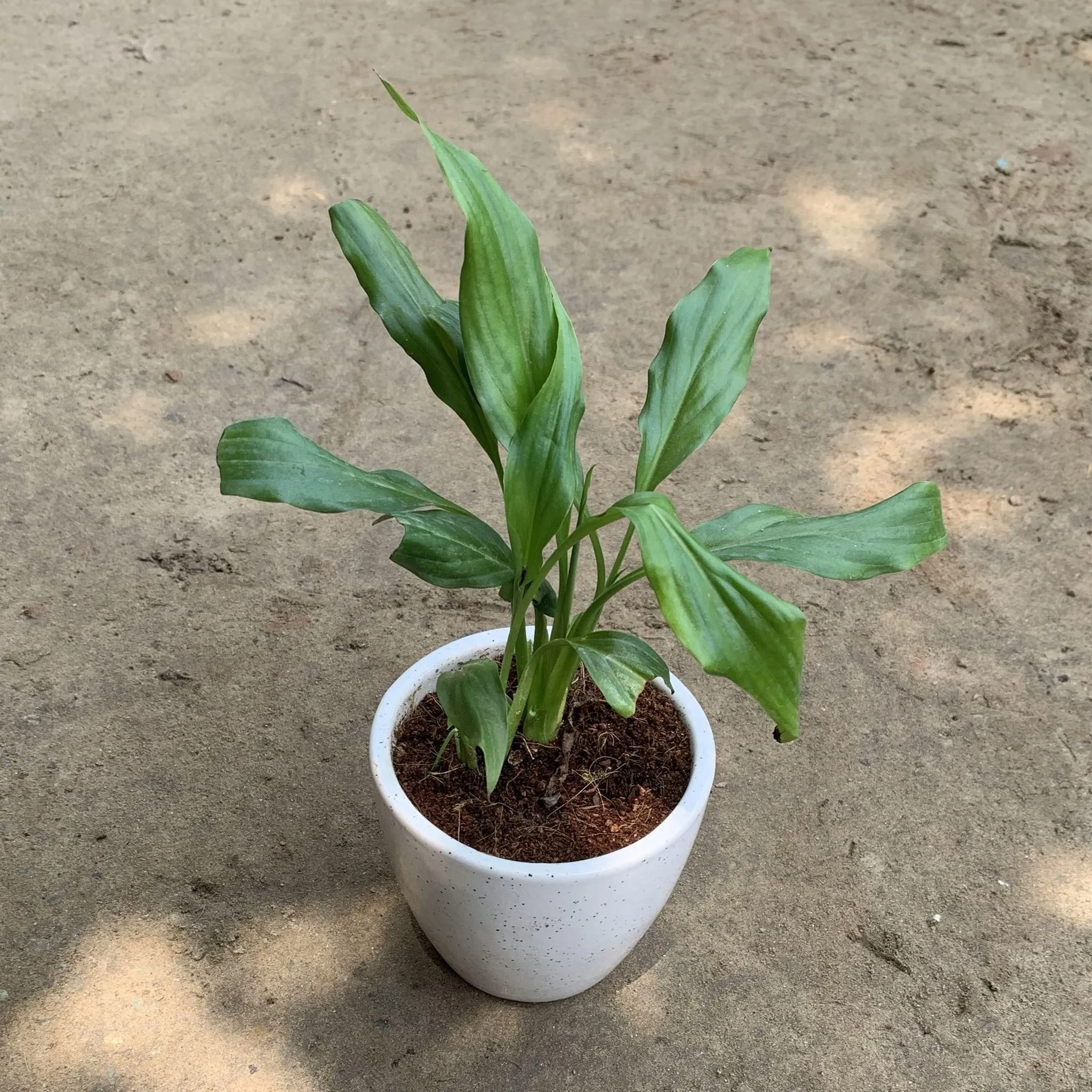 Peace Lily in 4 Inch Round White Ceramic Pot