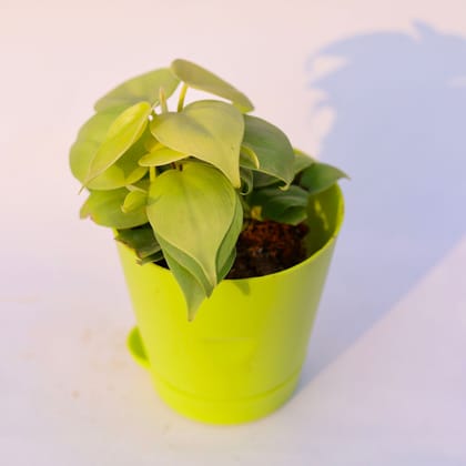 Buy Oxycardium Golden in 4 Inch Green Florence Self Watering Pot Online | Urvann.com