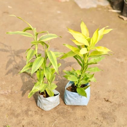 Set of 2 - Lucky Bamboo in 4 Inch Nursery Bag