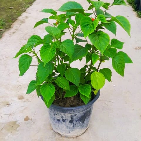 Salvia Desi in 10 Inch Nursery Pot