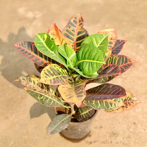 Croton Petra Bushy in 6 Inch Nursery Pot