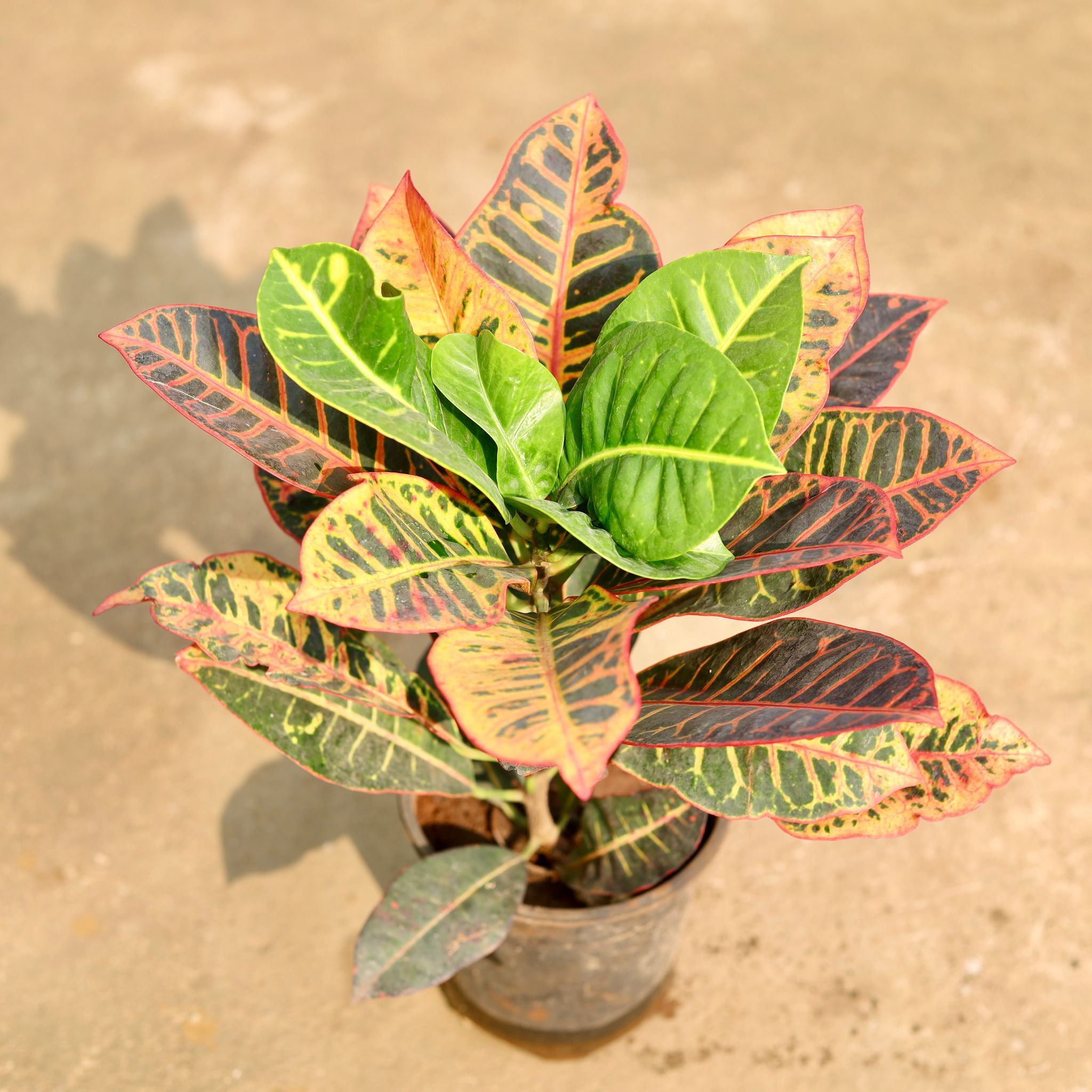 Croton Petra Bushy in 6 Inch Nursery Pot