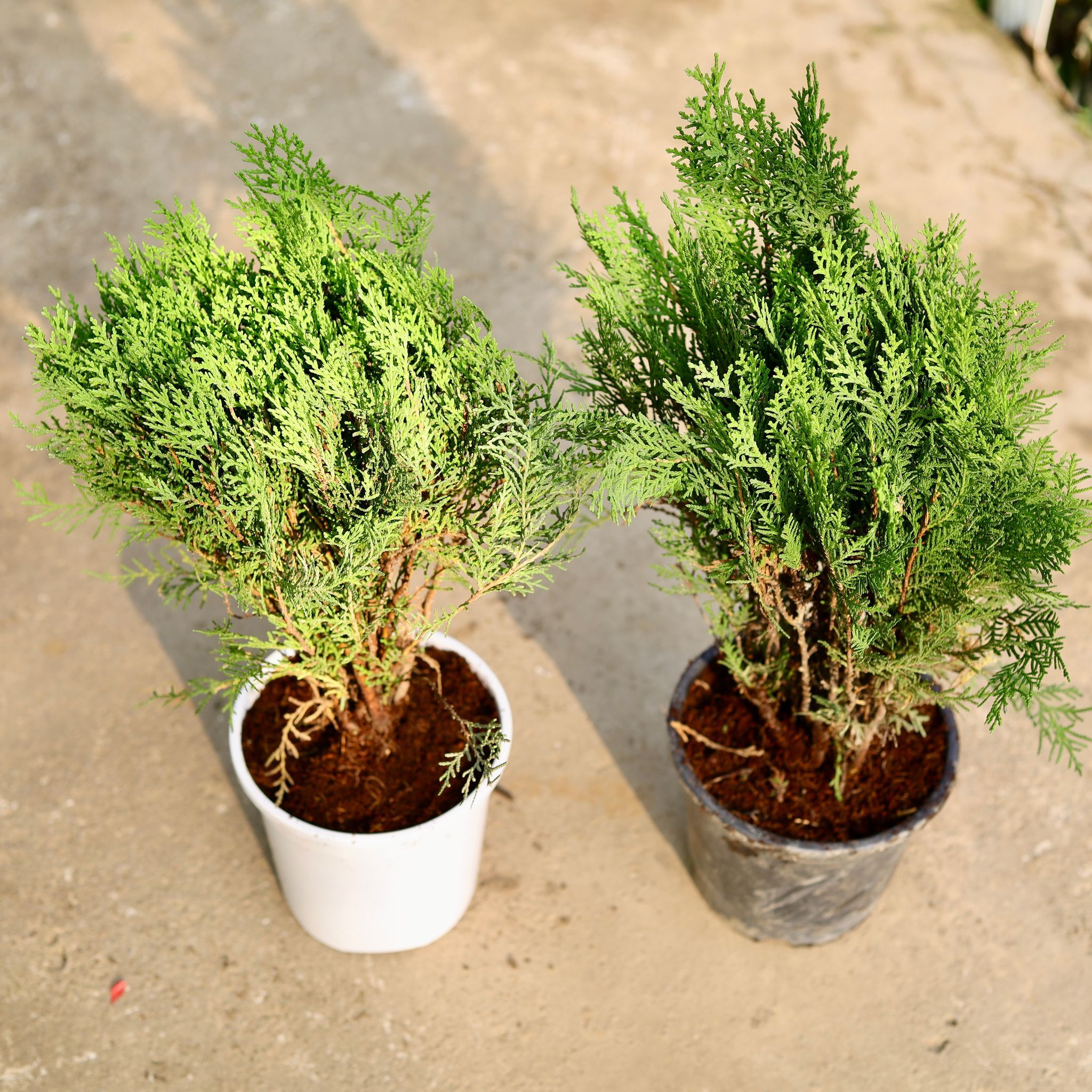 Set of 2 - Morpankhi in 6 Inch Nursery Pot