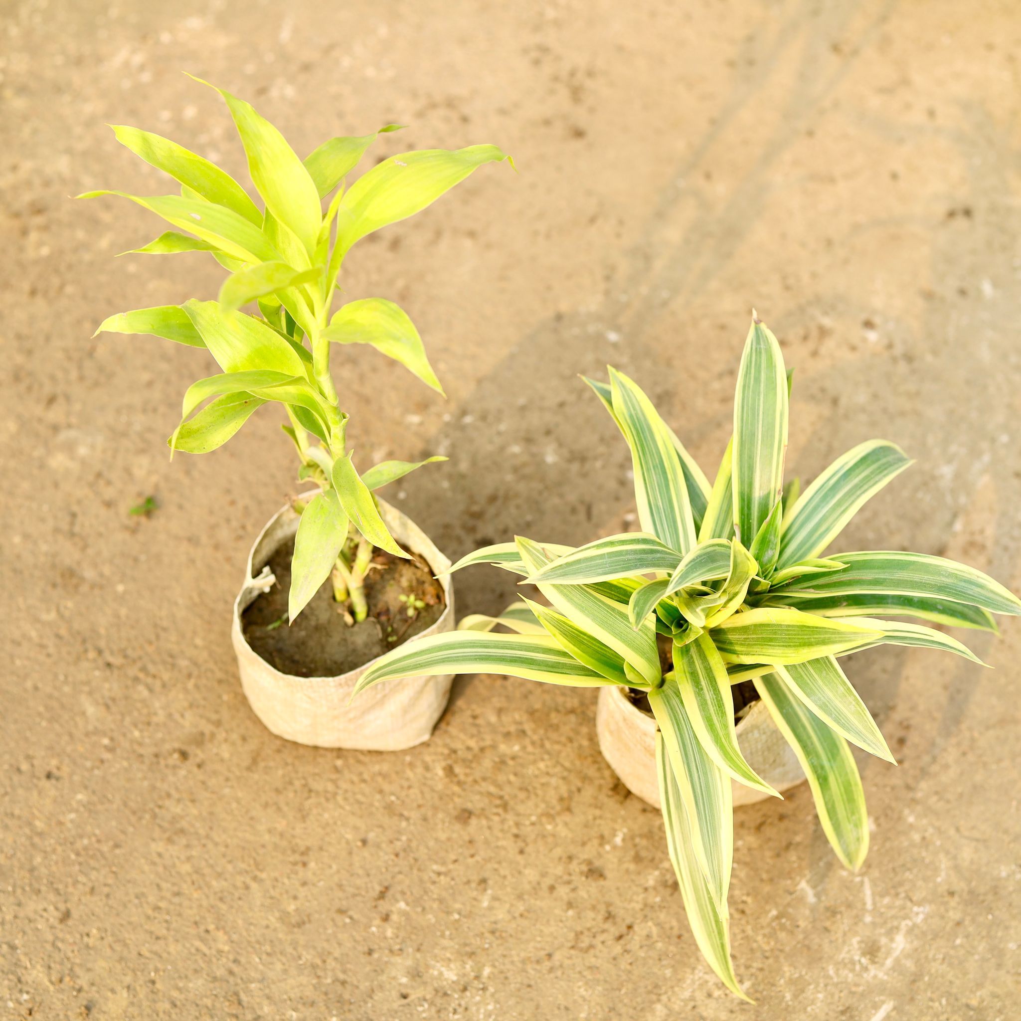 Set of 2 - Song of India & Lucky Bamboo in 4 Inch Nursery Bag
