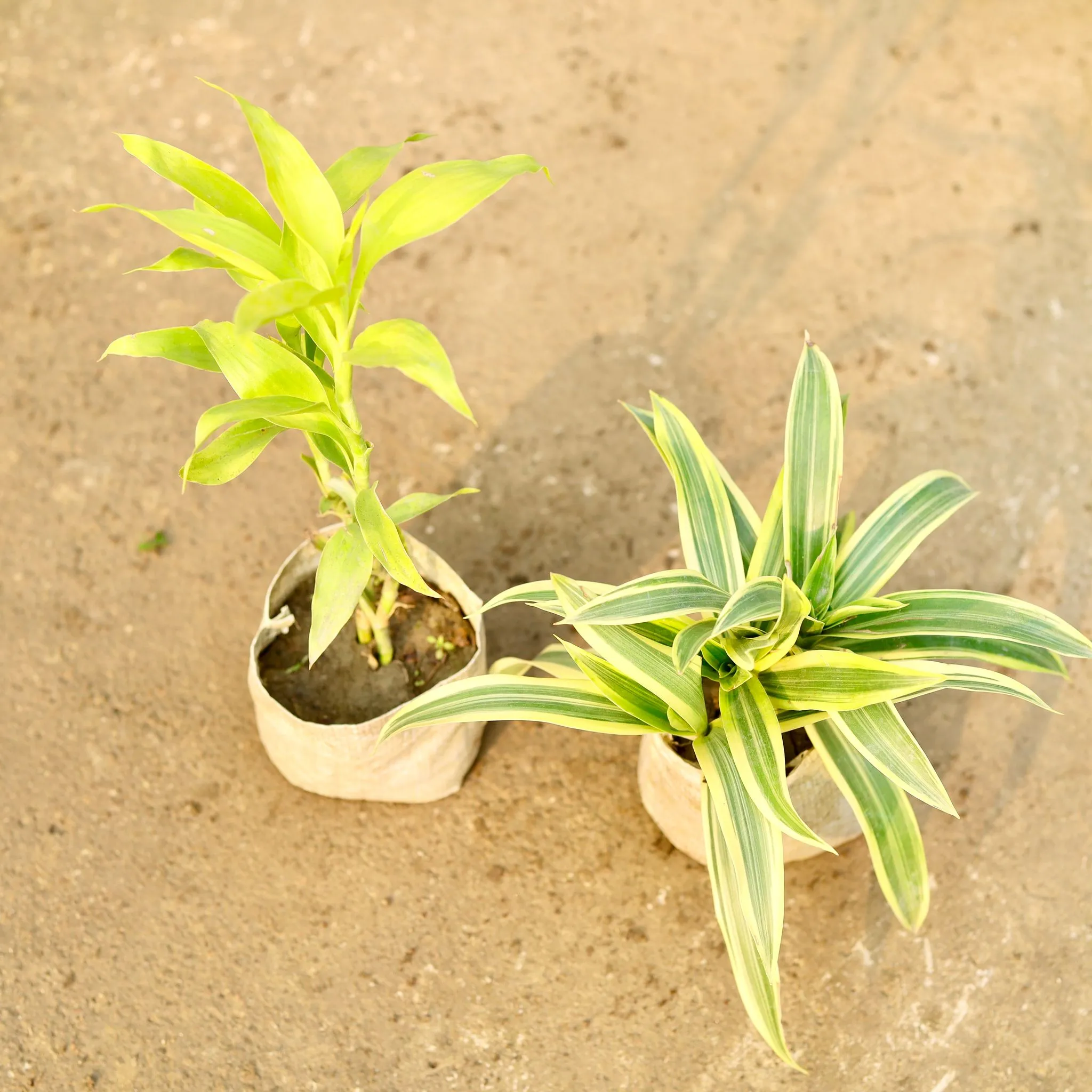 Set of 2 - Song of India & Lucky Bamboo in 4 Inch Nursery Bag