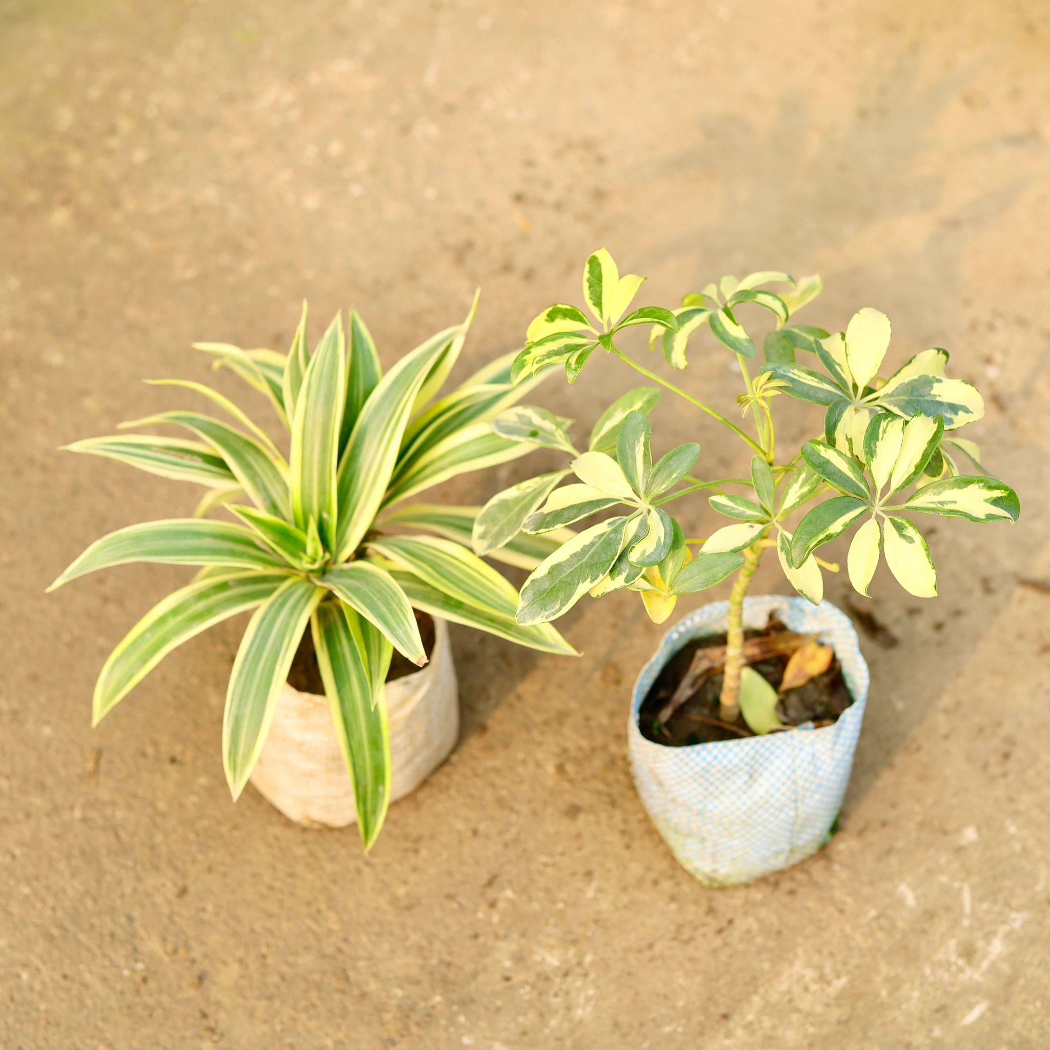 Set of 2 - Song of India & Schefflera Variegated in 4 Inch Nursery Bag