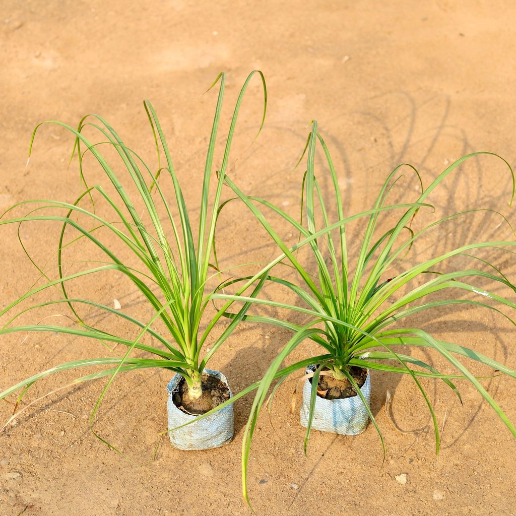 Buy Set of 2 - Lolina / Pony Tail Palm in 4 Inch Nursery Bag Online | Urvann.com Set of 2 - Lolina / Pony Tail Palm in 4 Inch Nursery Bag