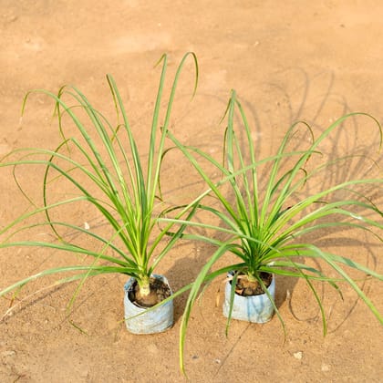 Buy Set of 2 - Lolina / Pony Tail Palm in 4 Inch Nursery Bag Online | Urvann.com
